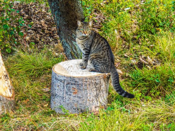 rumput,Outdoor,tempat duduk,margasatwa,kucing,binatang menyusui