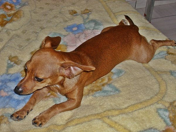 anjing,binatang menyusui,bertulang belakang,jenis anjing,pinscher Jerman,pinscher miniatur