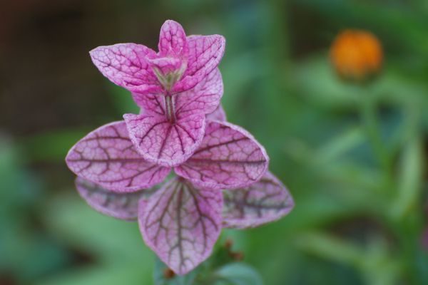 natur,blomst,plante,blad,blomst,kronblad