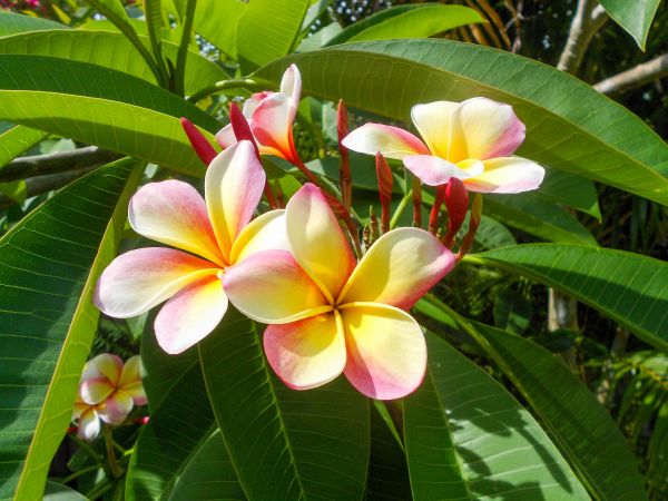 natur,blomstre,anlegg,hvit,blad,blomst