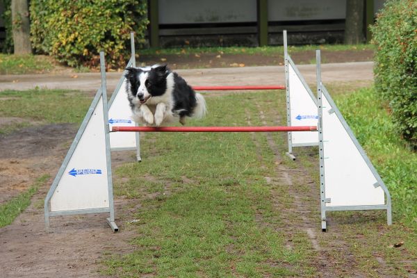 kutya,akadály,Hundesport,akadály ugrás,ugrás,border collie