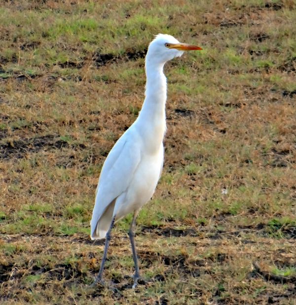 pájaro,fauna silvestre,pico,fauna,pradera,vertebrado