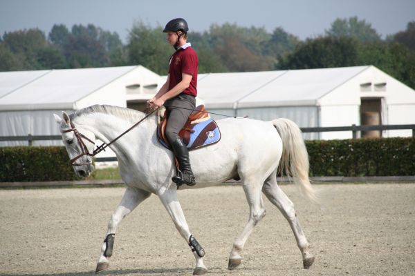 recreatie,jumping,paard,plein,beteugelen,hengst