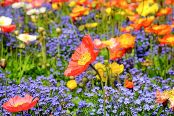 natur,gräs,blomma,växt,fält,äng