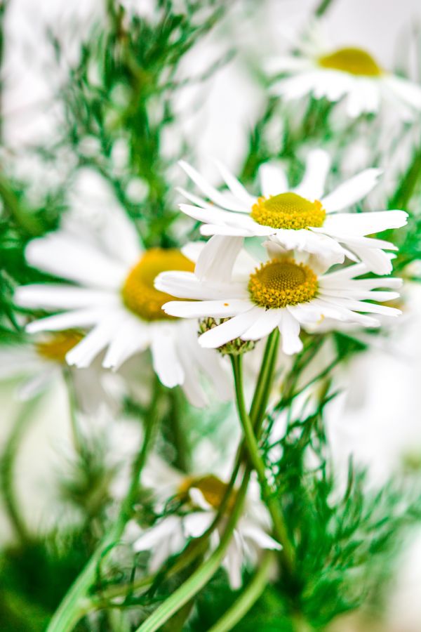 natura, erba, fiorire, pianta, tè, prato