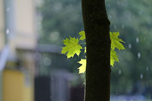 albero,acqua,natura,leggero,erba,ramo