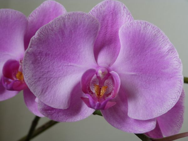 pianta,fiore,petalo,rosa,flora,orchidea