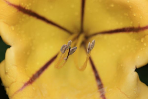 plant,photography,fruit,leaf,flower,petal