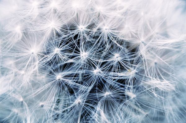 natura,pianta,cielo,fotografia,dente di leone,fiore