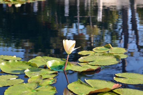 vatten, natur, blomma, växt, vit, träd