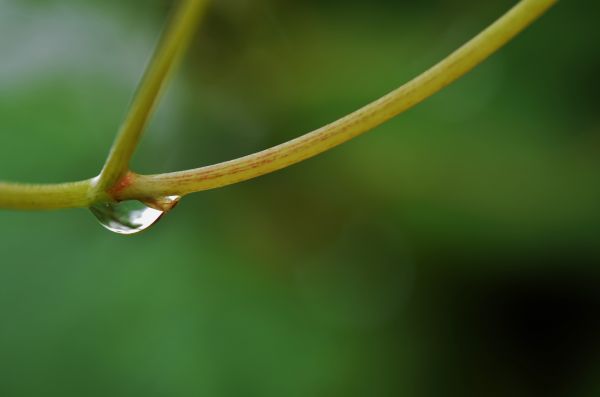 agua, naturaleza, césped, rama, gotita, soltar