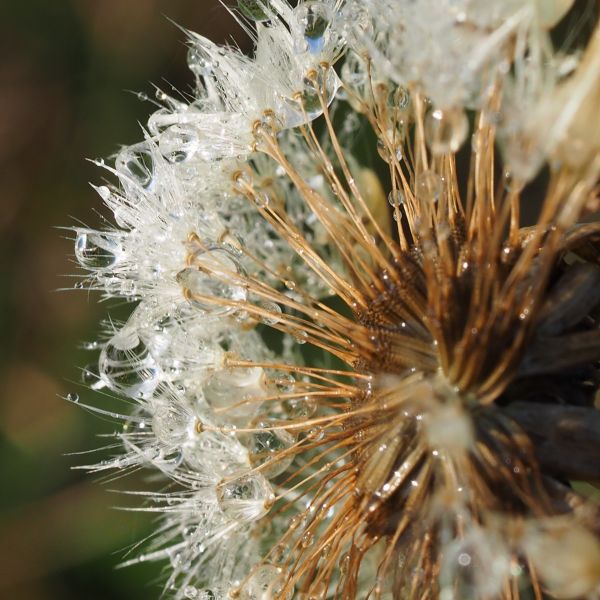 Natura, trawa, gałąź, zimowy, roślina, fotografia