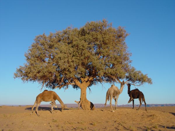 landskap, natur, sand, ørken, tre, prærie