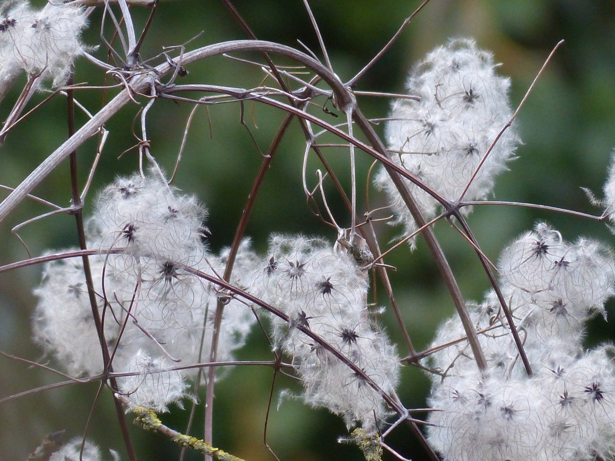 la nature, herbe, branche, fleur, neige, hiver, plante, blanc, tige, feuille, fleur, gel, printemps, duveteux, timbre, grenier, botanique, flore, saison, style, montée, brindille, fermer, Gousses, des graines, toxique, poilu, fruits, doux, Liane, clématite, Creeper, coton, Rang, broussailleux, gel, Antennes, Macrophotographie, fleurs blanches, laineux, Lian, enlacer, plante à fleurs, Plante toxique, Clematis vitalba, Timbre velu, Noisette, Surcroissance, Vraie clématite, Local liane, Épines épines et prickles, Source de nourriture, Clématite commune, Lueln, Luen, Ulischwidn, Waschl, Liasch, Niele, Corde de nonne, Narrenseil, Teufelszwirn, Pétioles, Blanc laineux, Sonde à cheveux longs, Plante porteur, Niststaette, Escalade liane, Fruits laineux, Enveloppé dans flexible