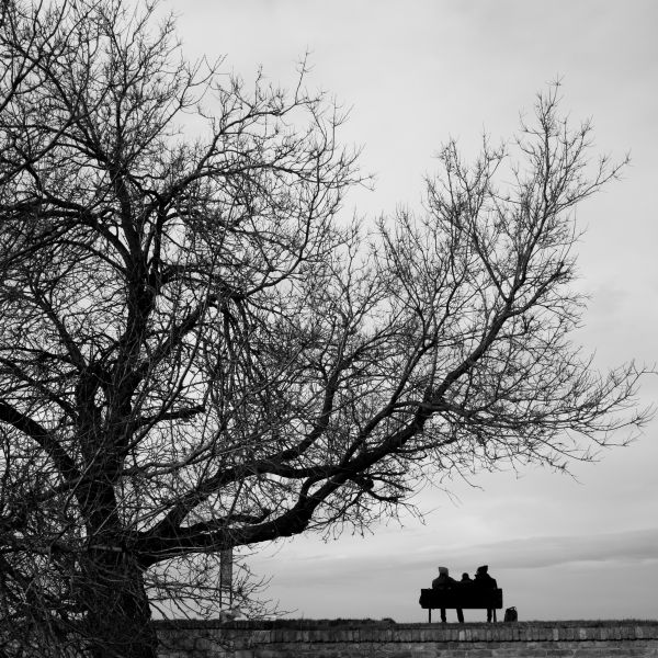 boom,natuur,silhouet,tak,sneeuw,winter