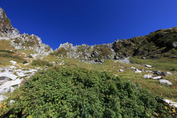 pemandangan,pohon,gurun,berjalan,gunung,menanam