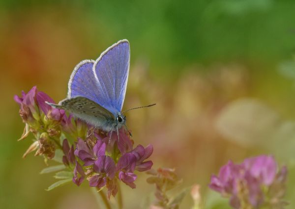 természet,fű,szárny,növény,fényképezés,bokeh