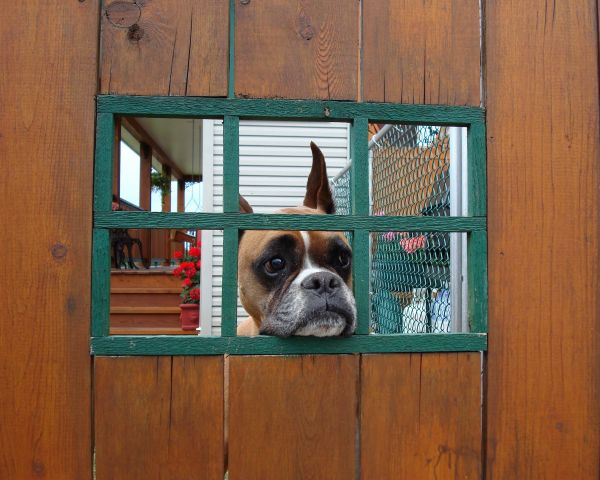 cachorro,cachorro,animal,fofa,madeira,janela