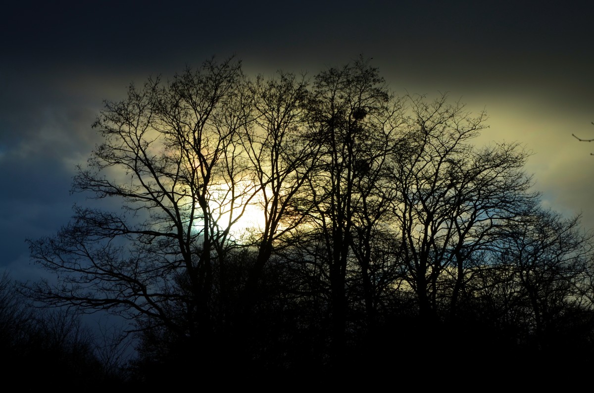 tree, nature, forest, branch, light, cloud, plant, sky, sun, sunrise, sunset, mist, night, sunlight, morning, dawn, atmosphere, dusk, evening, darkness, black, moonlight, trees, astronomical object, atmospheric phenomenon, woody plant