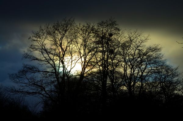 tree, nature, forest, branch, light, cloud