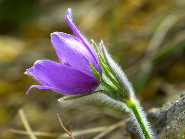 luonto, kukka, kasvi, kukka, violetti, terälehti