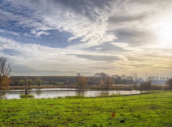 пейзаж, дърво, вода, природа, трева, хоризонт