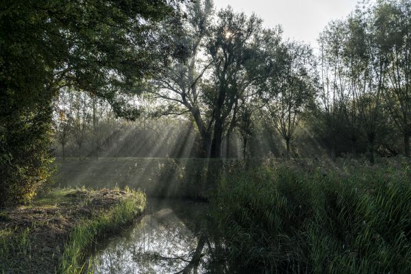 krajina,voda,príroda,strom,les,tráva