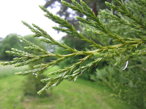 boom, natuur, tak, fabriek, water, structuur