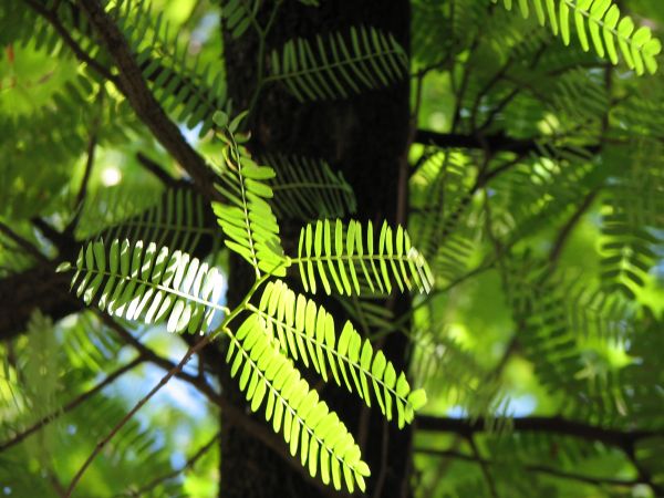 árbol, naturaleza, bosque, rama, planta, luz de sol