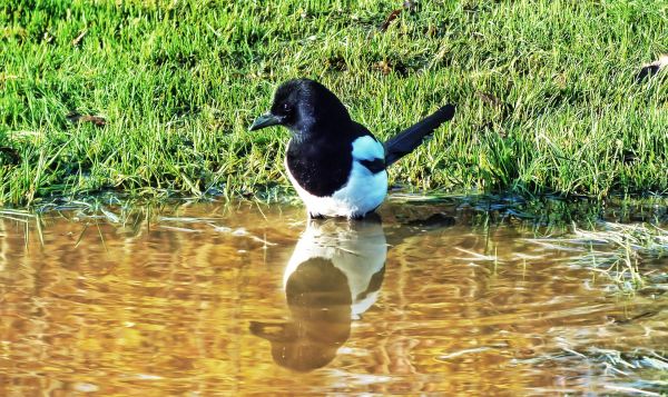 Wasser, Natur, Vogel, Teich, Tierwelt, Betrachtung