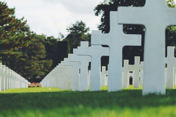 strom,tráva,trávník,stěna,přejít,cemetry