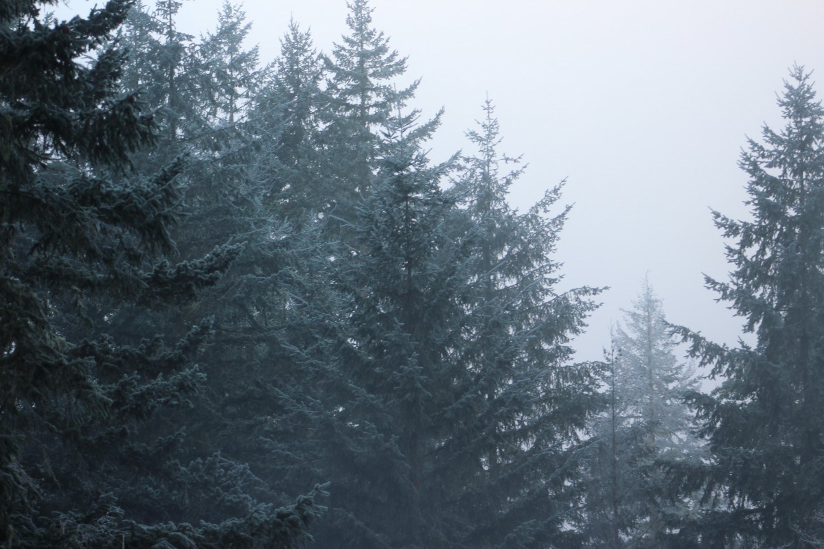 tree, forest, branch, snow, winter, fog, mist, frost, weather, fir, season, spruce, habitat, ecosystem, freezing, atmospheric phenomenon, woody plant, temperate coniferous forest