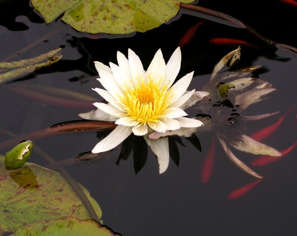 vatten,natur,blomma,växt,vit,blad