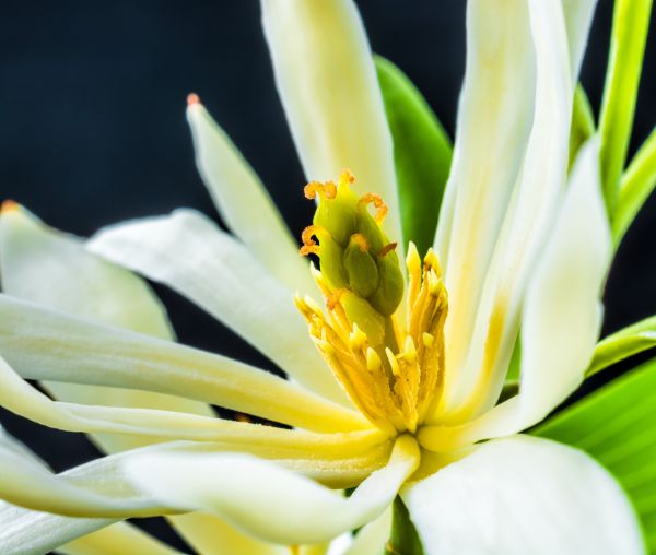 natură,ramură,inflori,plantă,alb,fotografie