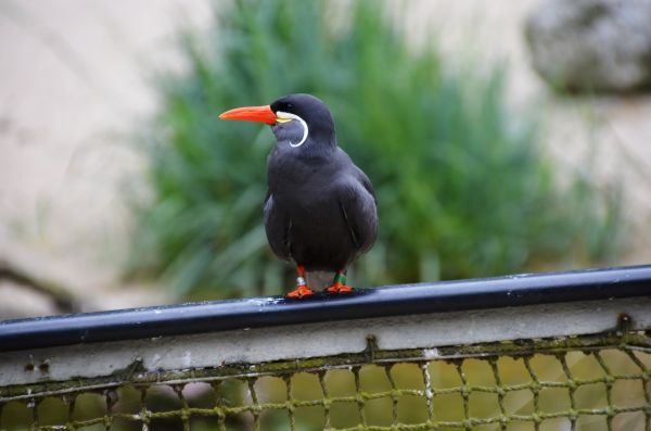 natura, uccello, animale, natura, verde, becco