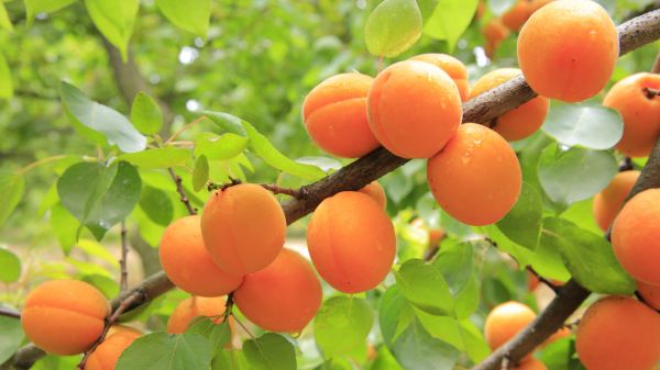 plant,fruit,tree,branch,rain,flower