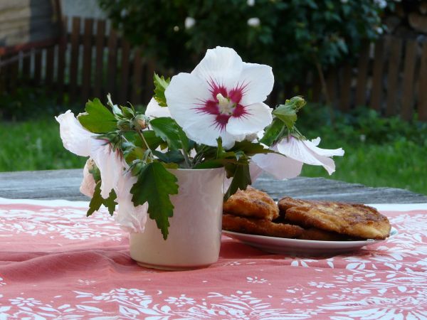 table,plant,white,flower,blossom,countryside