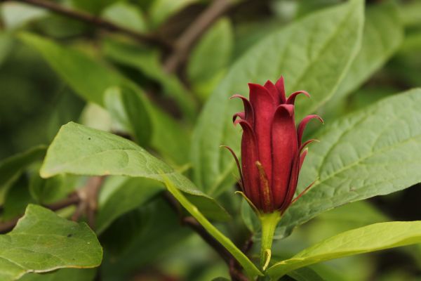 nature,plant,leaf,flower,summer,red