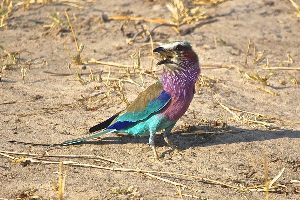 nature, bird, wildlife, beak, fauna, vertebrate