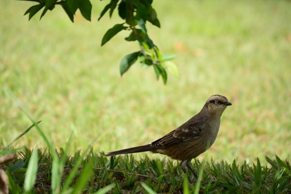 la nature, branche, oiseau, animal, faune, le bec