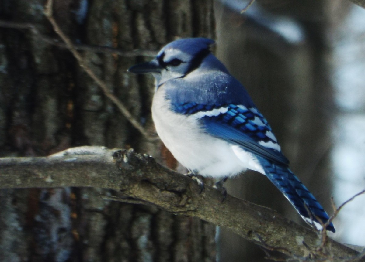 Natur, Ast, Vogel, Tierwelt, Schnabel, blau, Fauna, Jay, Blauer jay, Wirbeltier, Fink, Drossel, Hockende vogel, Emberizidae, Krähte wie vogel