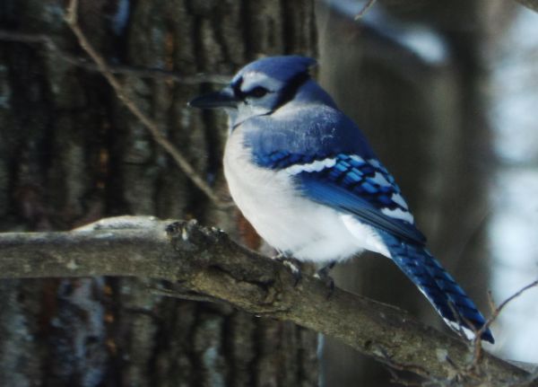 Natur, Ast, Vogel, Tierwelt, Schnabel, blau