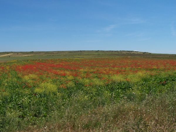 krajobraz, trawa, horyzont, bagno, roślina, pustynia