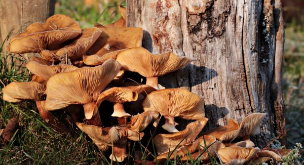 natur,svamp,svamp,träd,ätliga svampar,skog