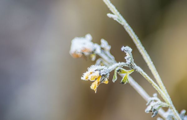 natura,ramo,fiorire,inverno,pianta,fotografia