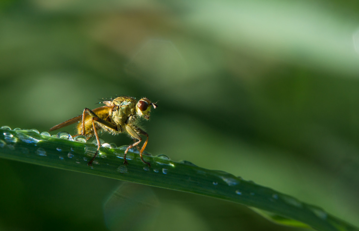 natur, fotografering, blad, blomst, grøn, insekt, makro, fauna, hvirvelløse, tæt på, dyr, naturaleza, ggl1, gaby1, xovesphoto, animales, sonya77, tamron60mm, raynox150, makrofotografering, leddyr, membran vingede insekt