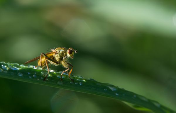 natur,fotografering,blad,blomst,grøn,insekt