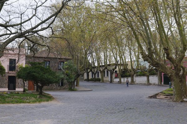 træ, plaza, plante, blomst, by, parkere