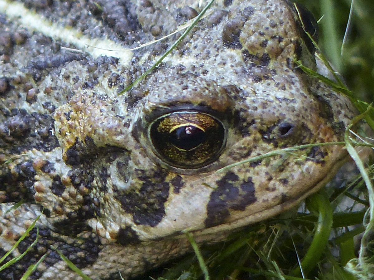 alam, rumput, padang rumput, hewan, margasatwa, makro, biologi, katak, katak, amfibi, fauna, merapatkan, kehidupan liar, di luar, mata, lemak, kepala, bertulang belakang, tebal, fotografi makro, organisme, kintel, Ranidae, biologi kelautan