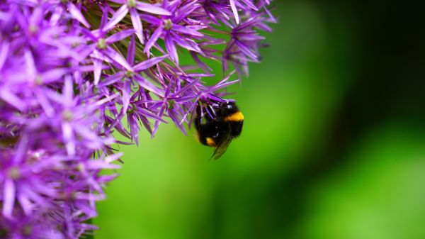 natura, erba, fiorire, crescita, pianta, legna